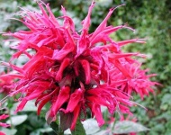 image of flower