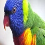 image of bird