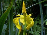 image of yellow_iris #4