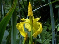 image of flower