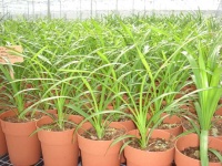 image of pot
