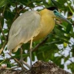 image of bird