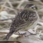 image of smiths_longspur #19