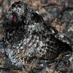 image of bird