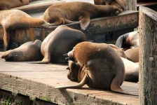 image of sea_lion