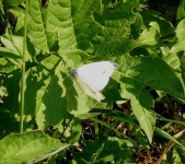 image of butterfly #13