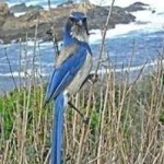 image of bird
