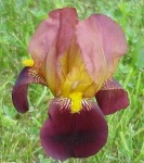 image of bearded_iris #46