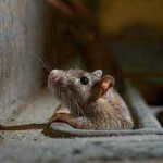 image of animal