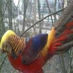 image of golden_pheasant #5