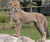 image of cheetah