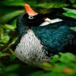 image of bird