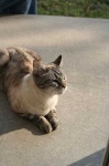 image of lynx