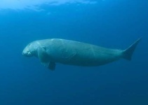 image of dugong
