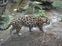 image of jaguar_car