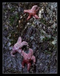 image of starfish