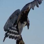 image of harpy_eagle #9