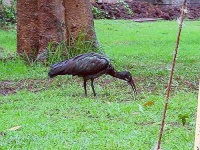 image of black_stork