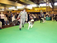image of malamute