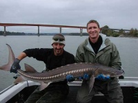 image of sturgeon