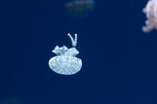 image of animal