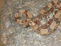 image of boa_constrictor #18