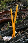 image of coral_fungus
