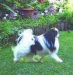 image of japanese_spaniel