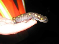 image of spotted_salamander