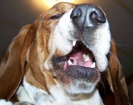 image of basset_hound #17