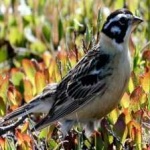 image of smiths_longspur #24