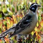 image of bird