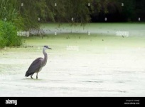 image of heron