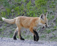 image of kit_fox