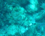 image of puffer