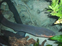 image of eel
