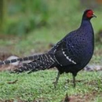 image of bird