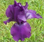 image of bearded_iris #24