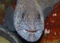 image of eel