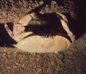 image of crab