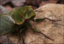 image of cicada