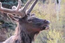 image of animal