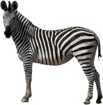 image of zebra #7