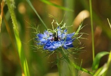 image of flower