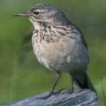 image of american_pipit #20