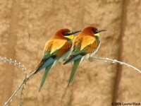 image of bee_eater #29