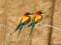 image of bee_eater