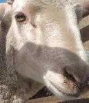 image of animal