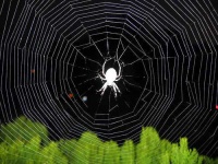 image of barn_spider