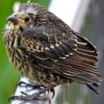 image of bird